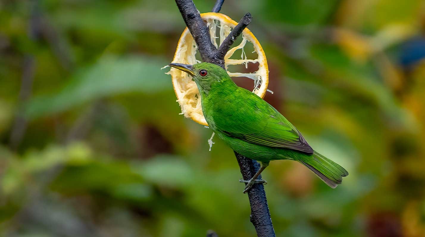 Green Honeycreeper spotted in Staan Creek District birding hotspots, Belize.