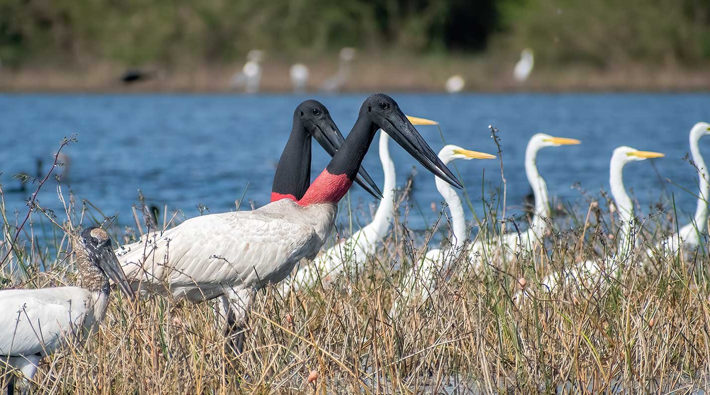 Jabiru spotted at Crooked Tree Sanctuary in Belize District.
