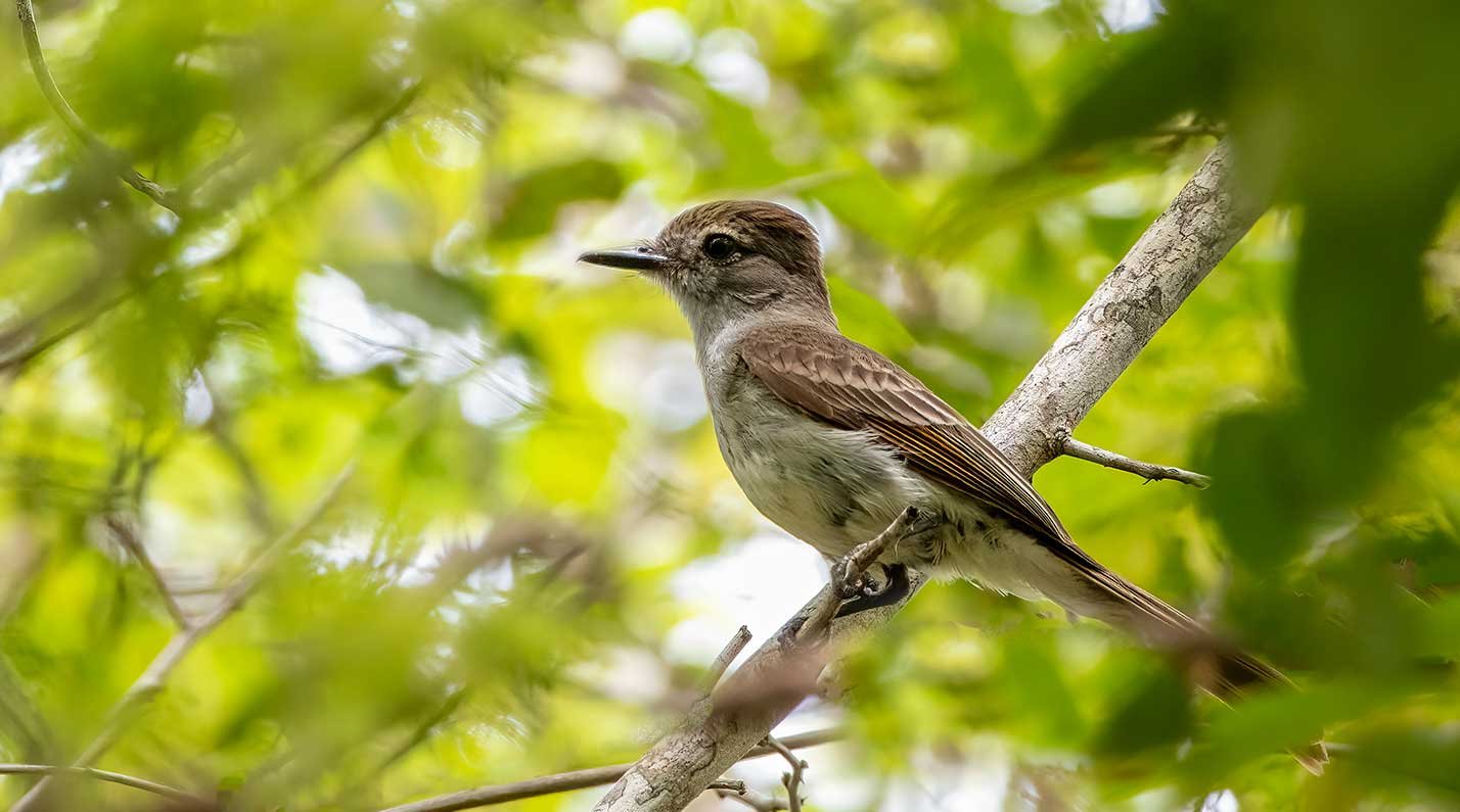 Yutacan Flycatcher spotted in Belize at Corozal District's Best Birding Areas