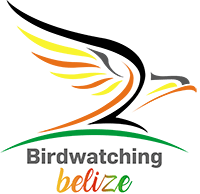 Birdwatching Belize Logo