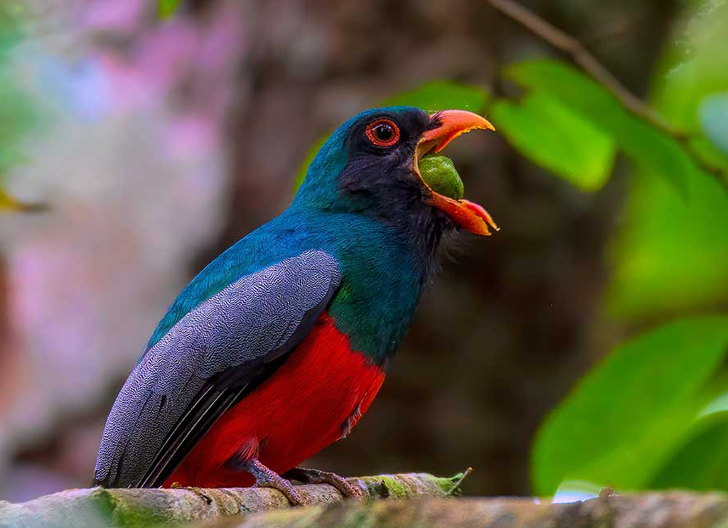 Vibrant Slaty-tailed Trogon on a Belize Birding Expedition: A stunning bird with iridescent plumage perched gracefully on a branch, showcasing its brilliant colors against the lush Belizean backdrop.